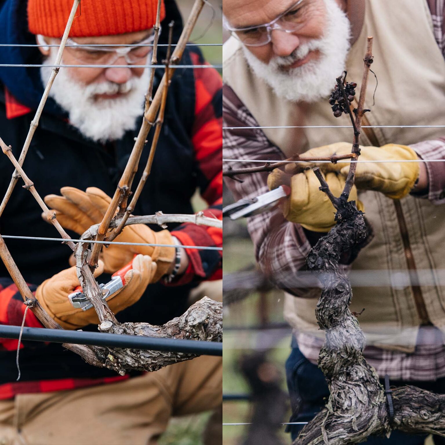 Cane & Spur Pruning inars Simonit & Sirch Academy Usa