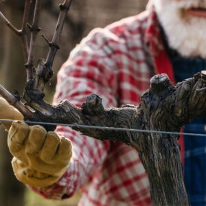 "Santa Cruz Mountains Guyot Pruning School in Spanish "