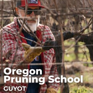 Oregon Pruning School Guyot 2026