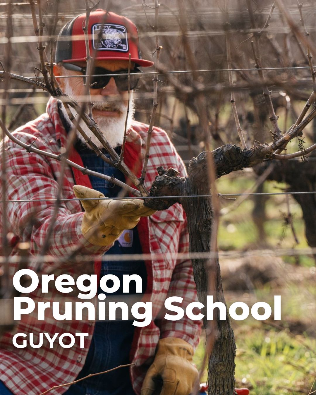 Oregon Pruning School Guyot 2026