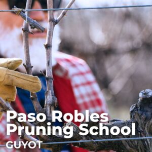 Paso Robles Pruning School Guyot 2026