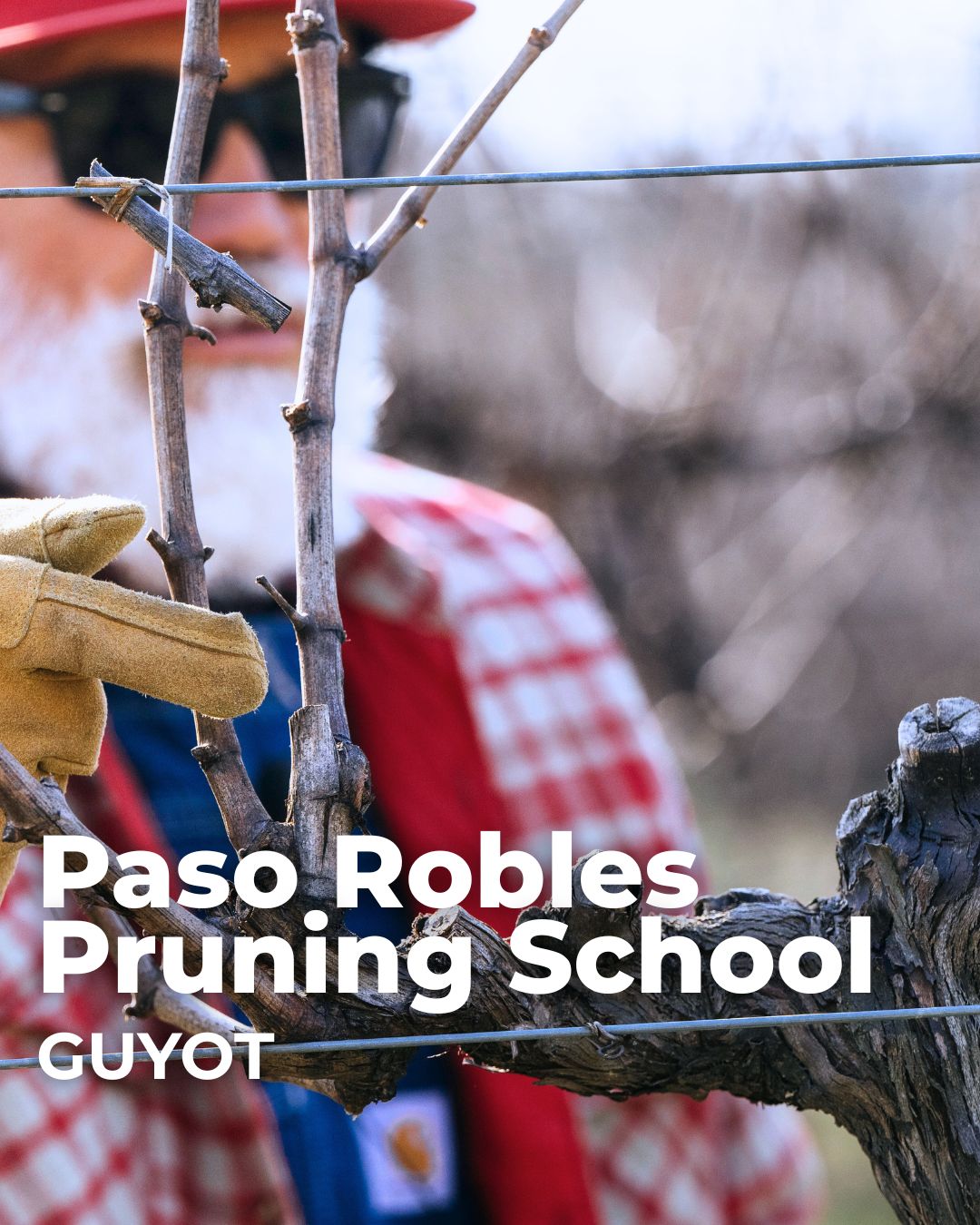 Paso Robles Pruning School Guyot 2026