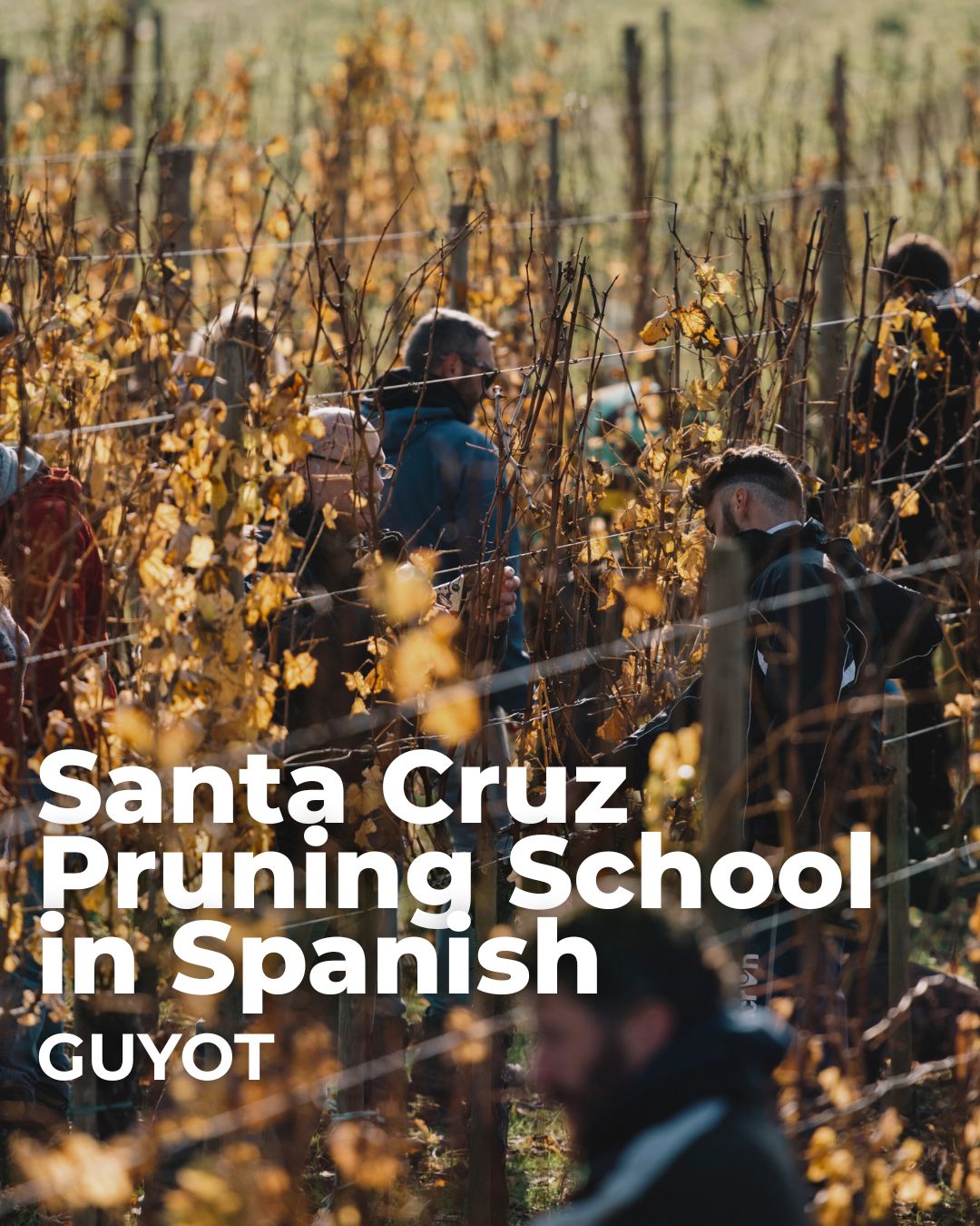 Santa Cruz Guyot Pruning School in Spanish