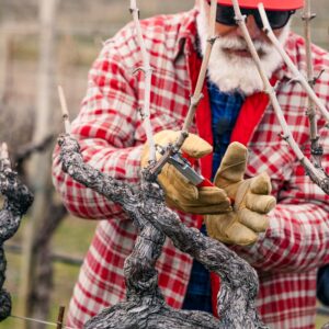 Spurred Cordon Vine Pruner Advanced 2