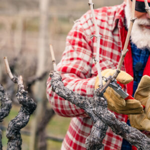 Spurred Cordon Vine Pruner Advanced 2