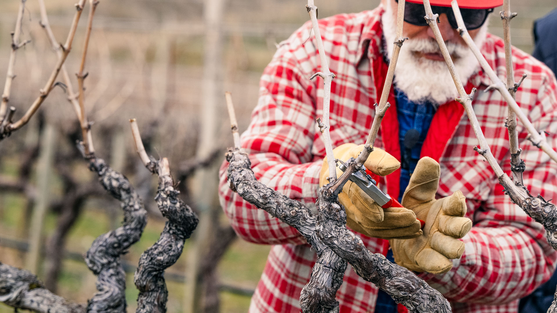 Spurred Cordon Vine Pruner Advanced 2