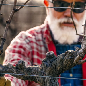 Guyot Vine Pruner Advanced 2