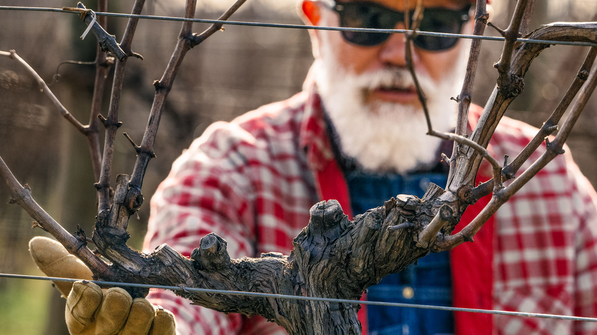 Guyot Vine Pruner Advanced 2