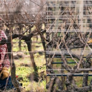 GUYOT + SPURRED CORDON PACKAGE 2ND LEVEL