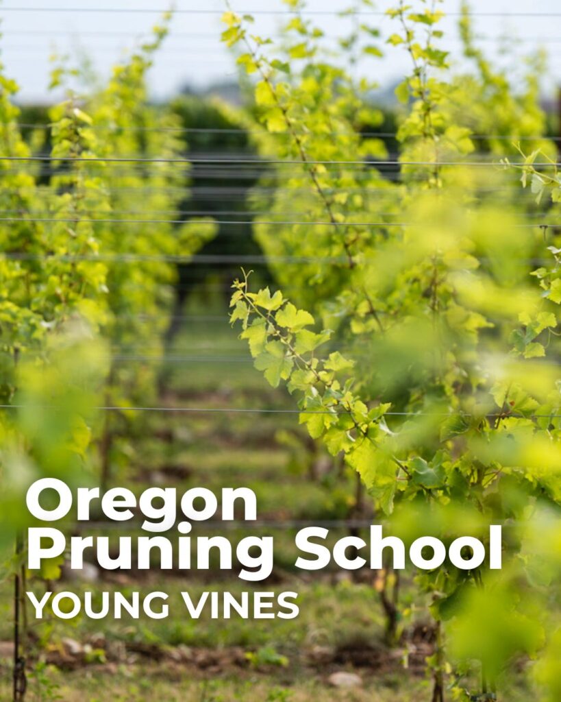 Oregon Pruning School Young Vines 23 feb 2026