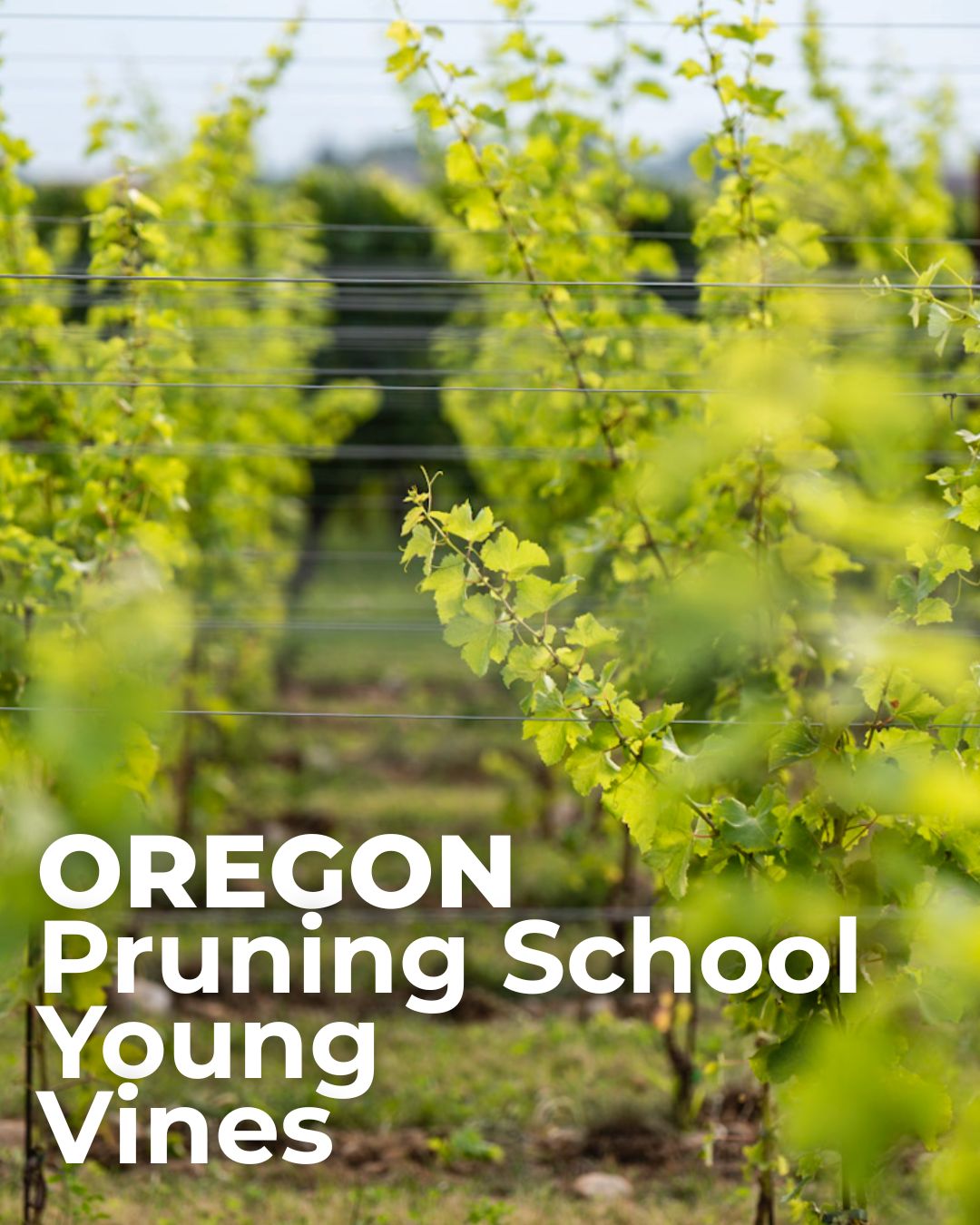 Oregon Young Vines 26
