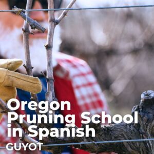 oregon guyot pruning school in spagnish