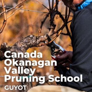 Canada Okanagan Valley Guyot Pruning School 2627