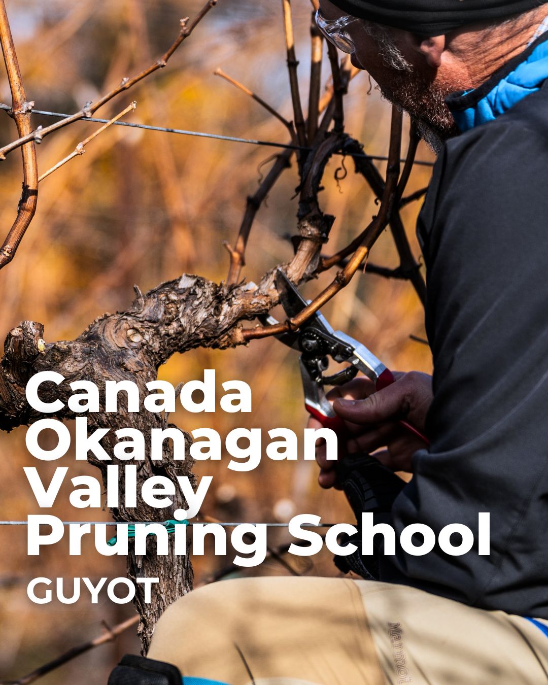 Canada Okanagan Valley Guyot Pruning School 2627