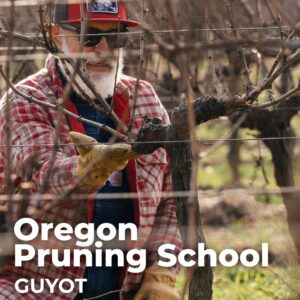 Oregon Guyot Pruning School 2627