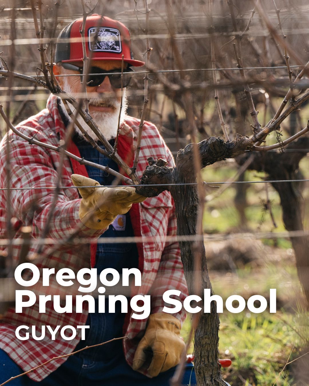Oregon Guyot Pruning School 2627