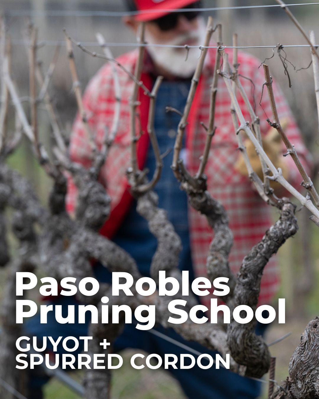 Paso Robles Guyot + Spurred Cordon Pruning School 2627