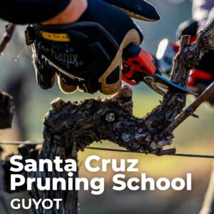 Santa Cruz Guyot Pruning School 2627
