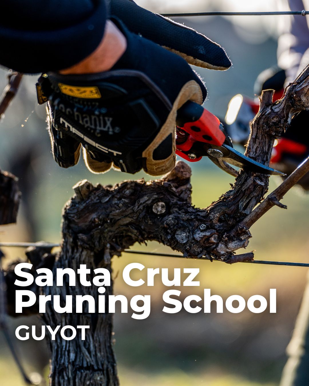 Santa Cruz Guyot Pruning School 2627