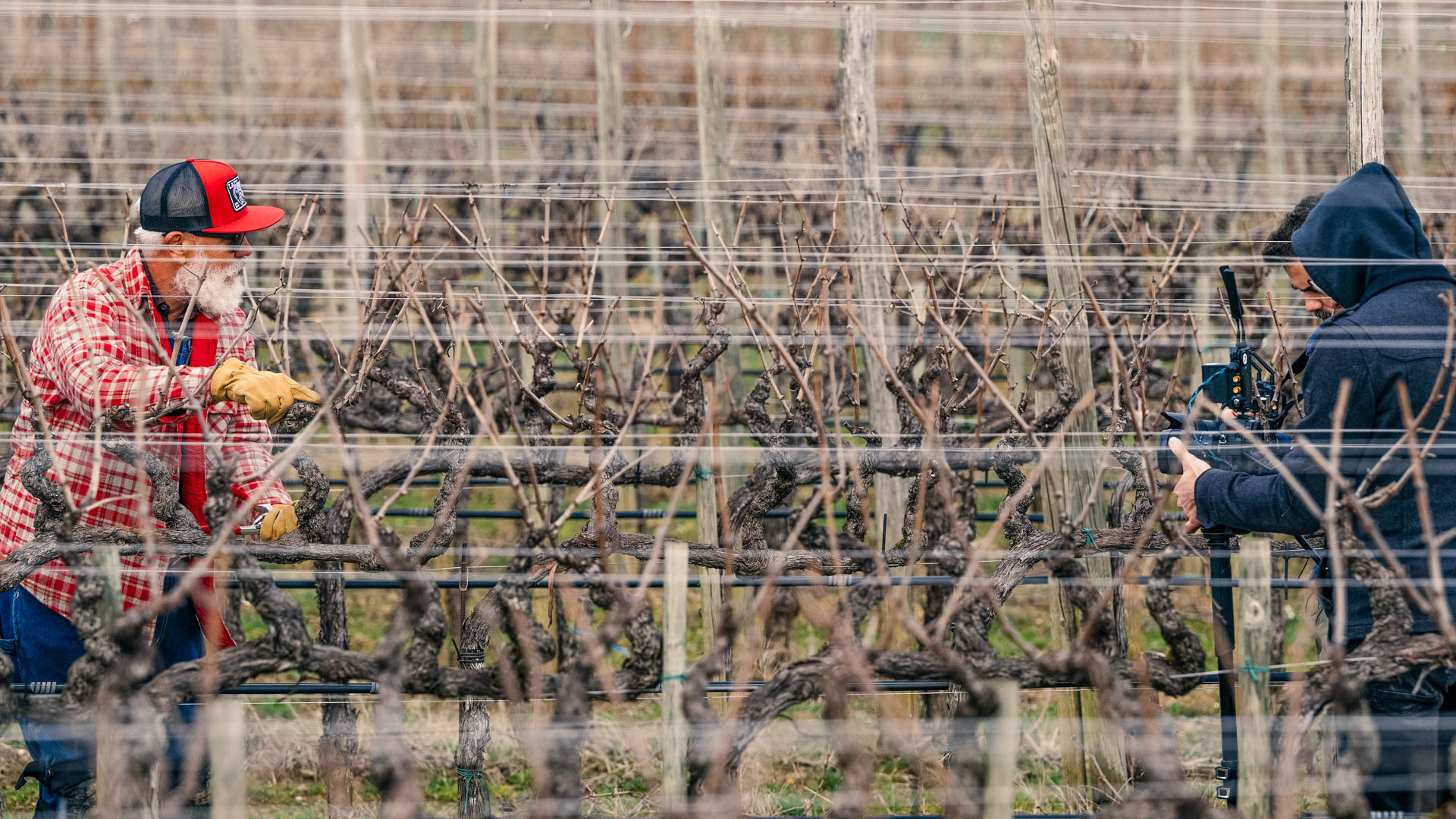 Vine Pruner Advanced 2 Guyot + Cordone speronato