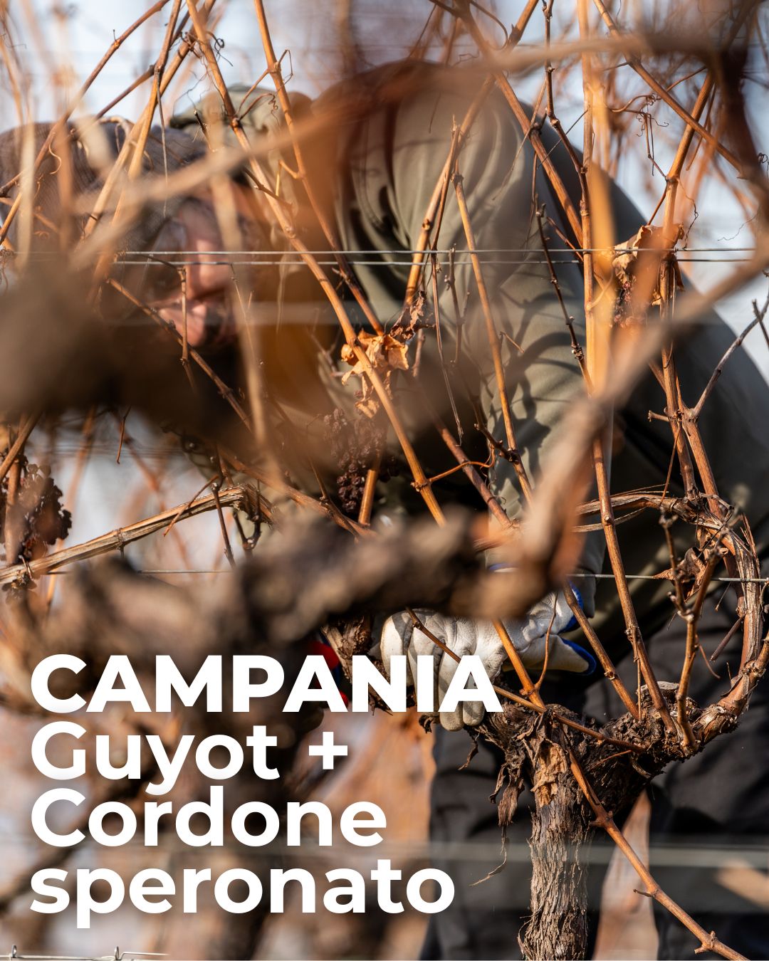 Scuola di 1° livello – Campania Guyot + Cordone Speronato