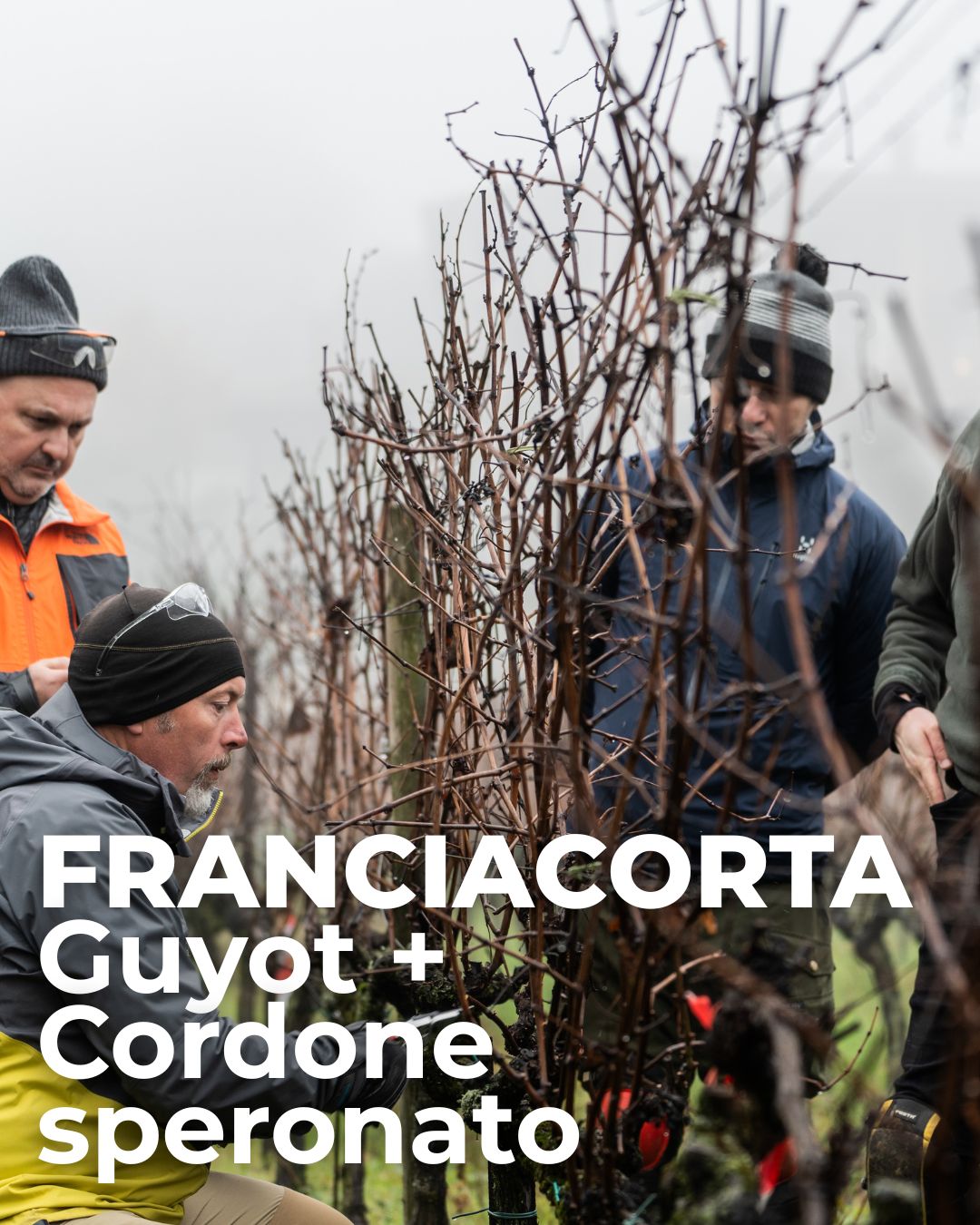 Scuola di 1° livello – Franciacorta Guyot + Cordone Speronato