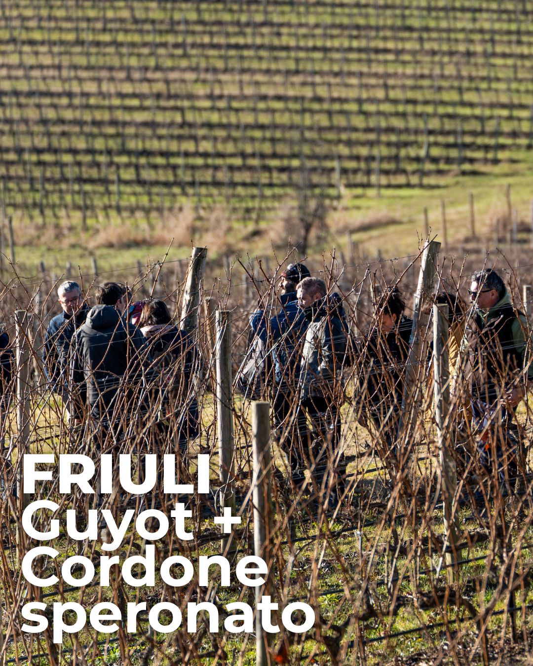 Scuola di 1° livello – Friuli Guyot + Cordone Speronato