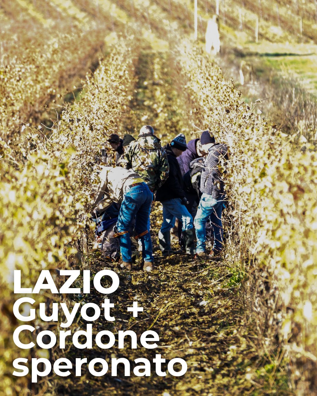 Scuola di 1° livello – Lazio Guyot + Cordone Speronato