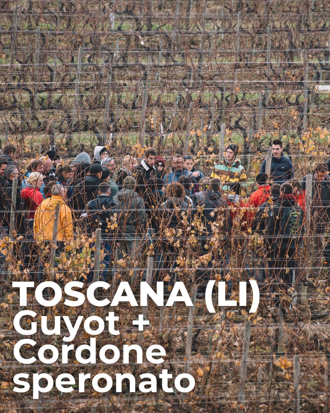 Scuola di 1° livello – Toscana Petra Guyot + Cordone Speronato
