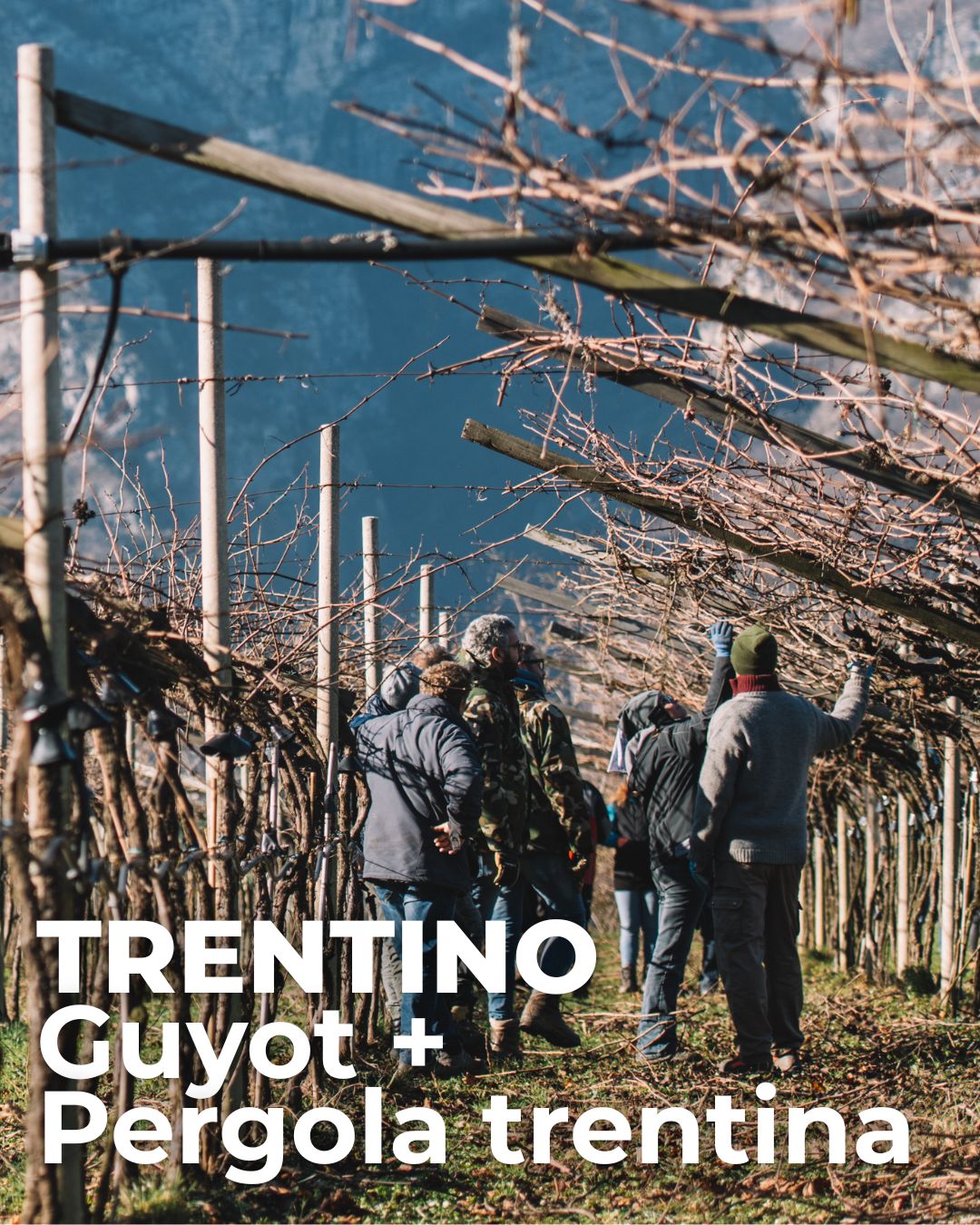 Scuola di 1° livello – Trentino Guyot + Pergola trentina