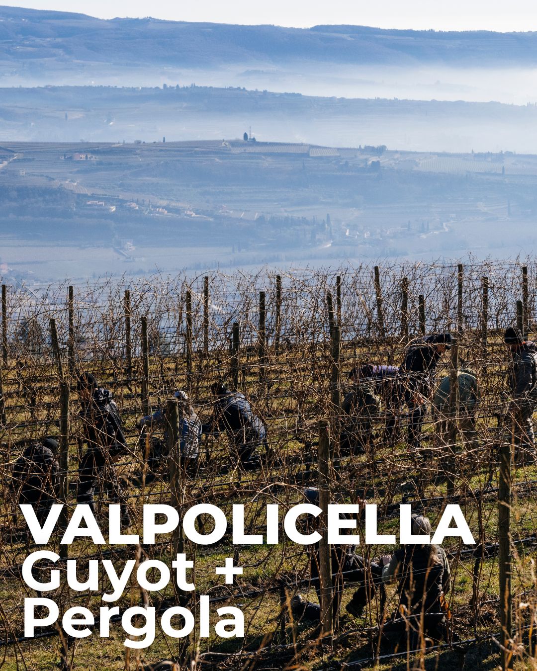 Scuola di 1° livello – Valpolicella Guyot + Pergola