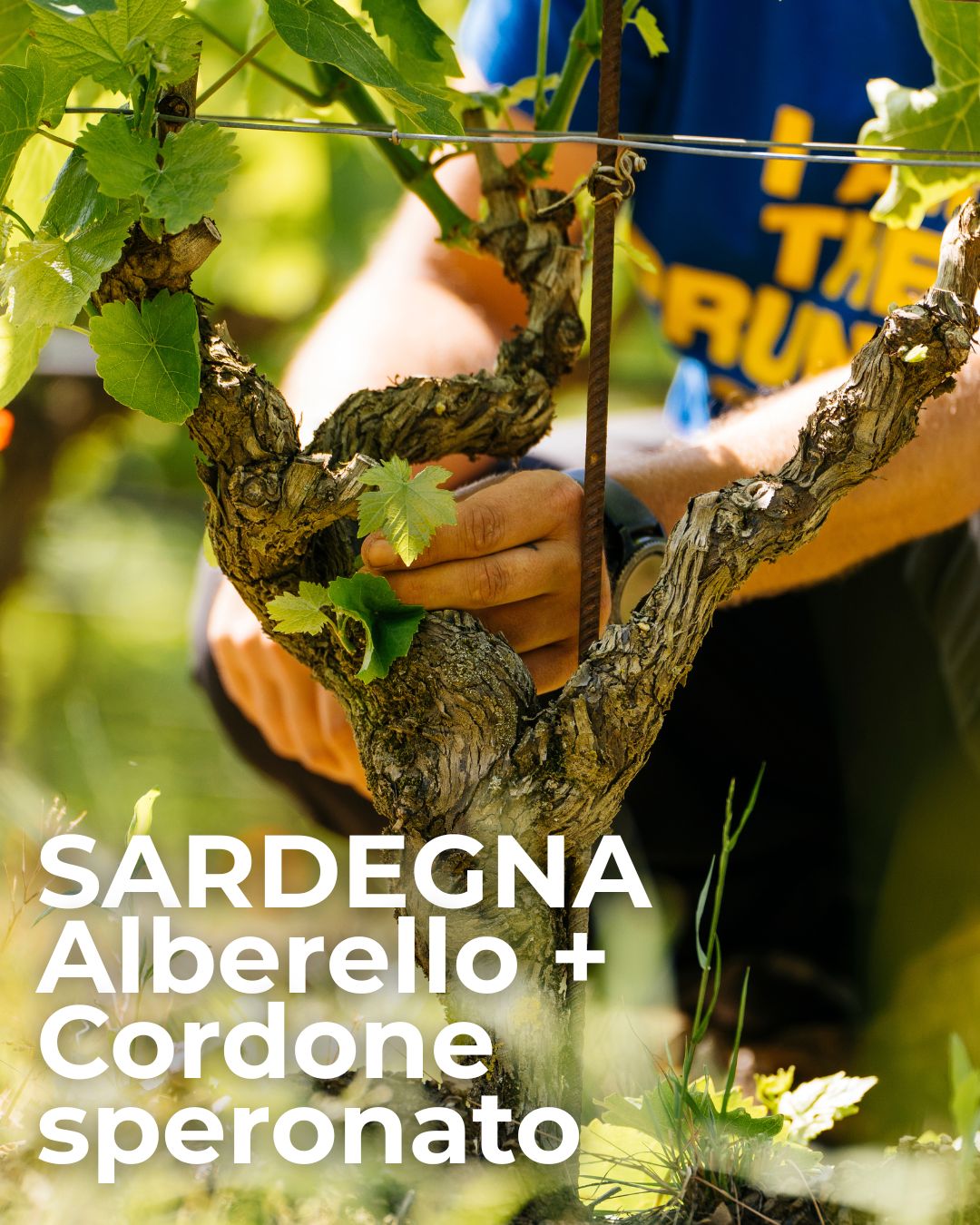 Scuola di 1° livello Sardegna: Alberello + Cordone speronato