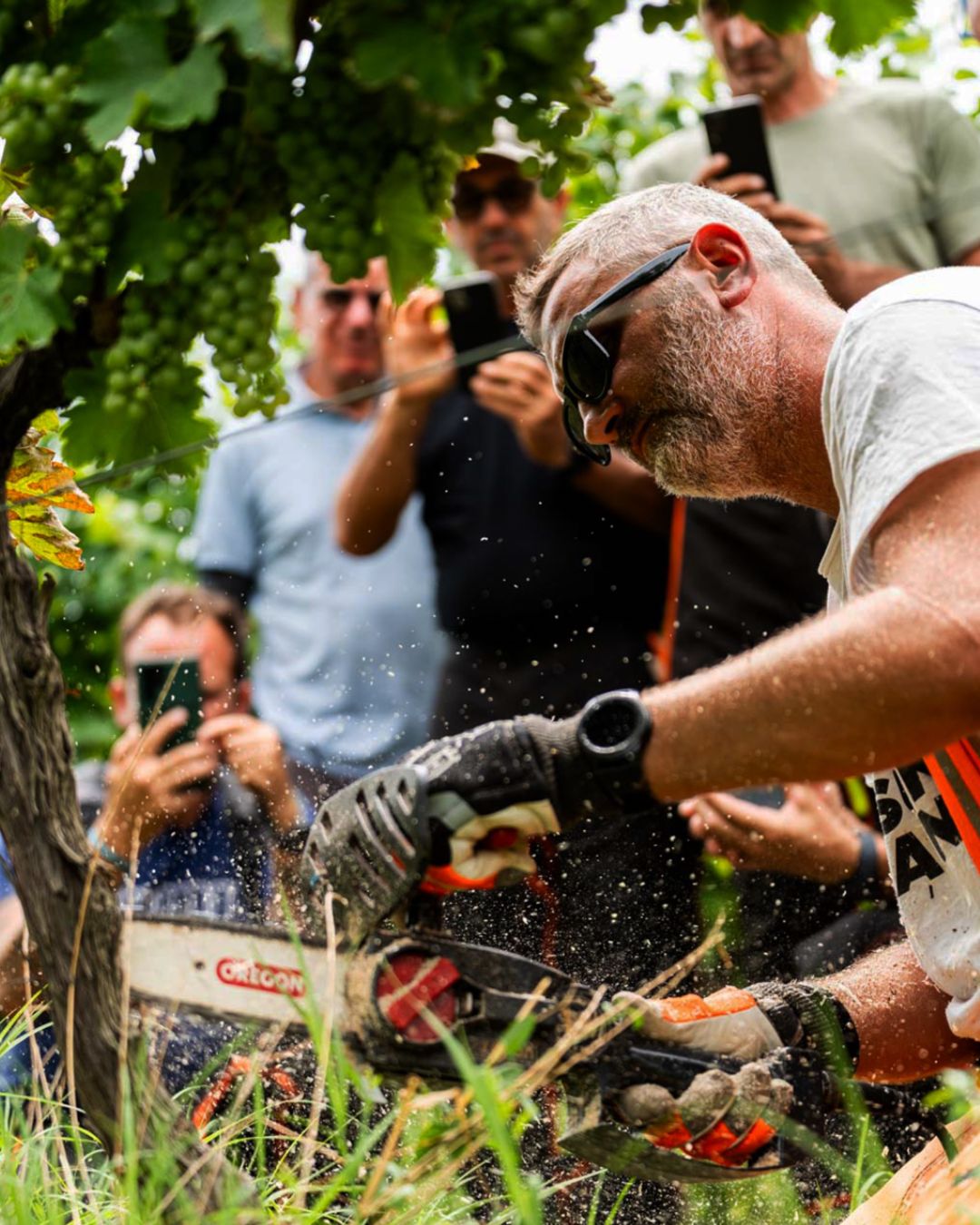 Scuola di Dendrochirurgia Friuli – aprile 2026
